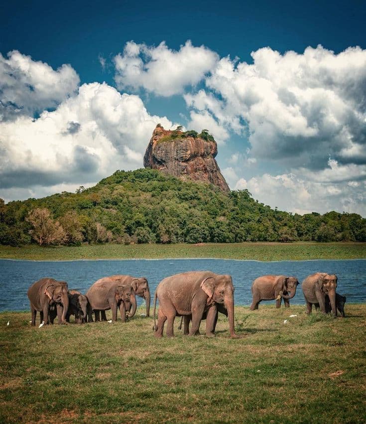 Wildlife safari with elephants