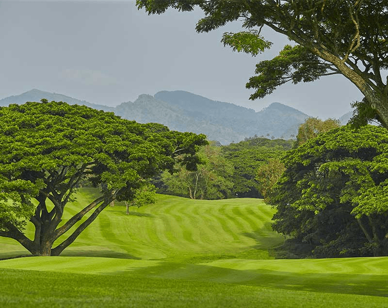 Group of golfers on course